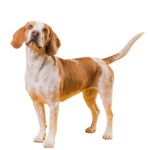 Freepik Blick auf den süßen braunen und weißen Schoßhund