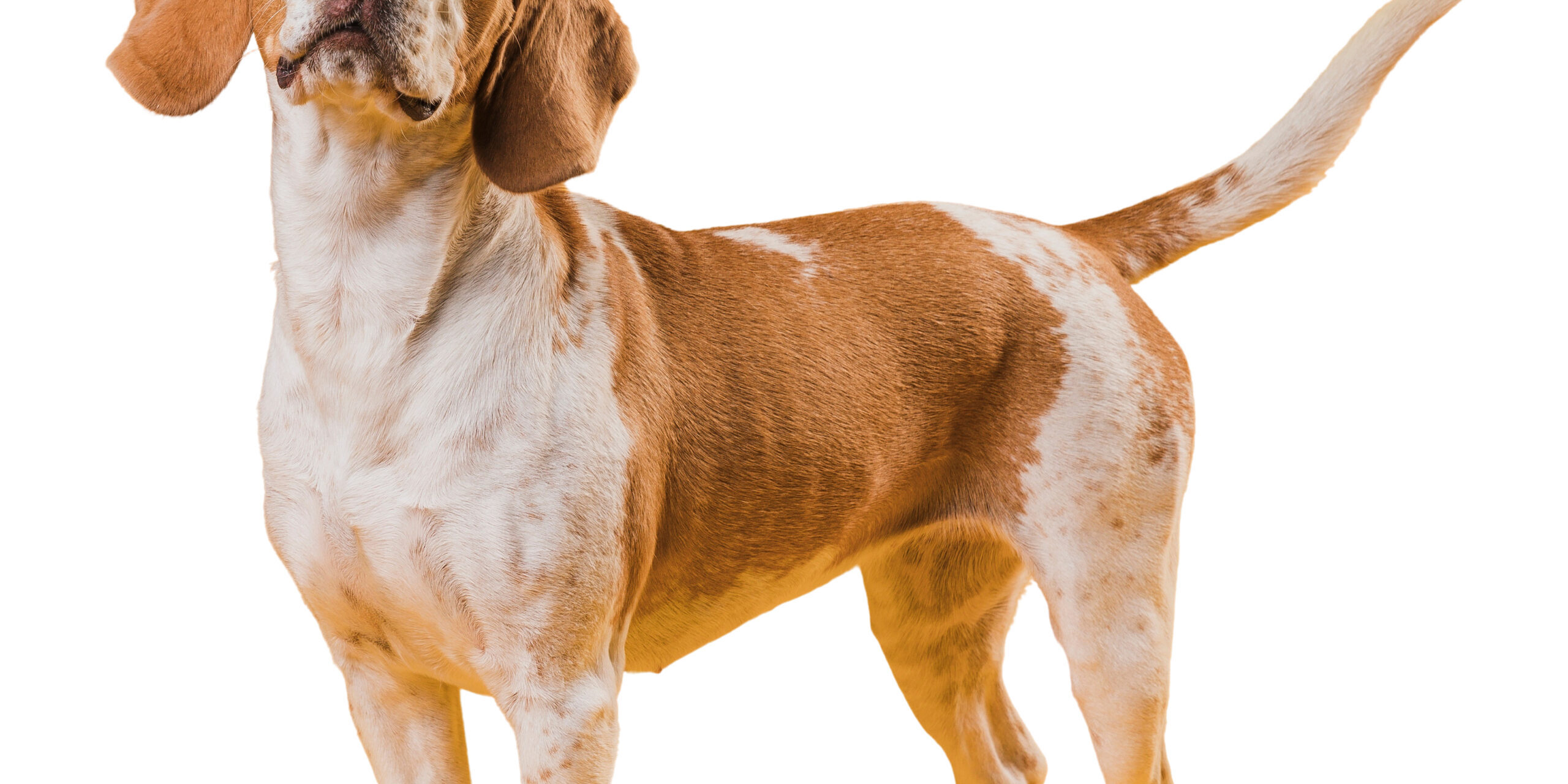 Freepik Blick auf den süßen braunen und weißen Schoßhund